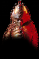 /album/nepratele11/zygons-png2/